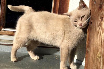 katzen02.jpg
