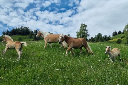 Familien- & Naturhotel Darrehof | Wellnessbereich