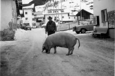 02b_darrehof_serfaus_schwein.jpg