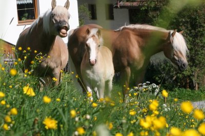 serfaus_fruehlingswiese.jpg