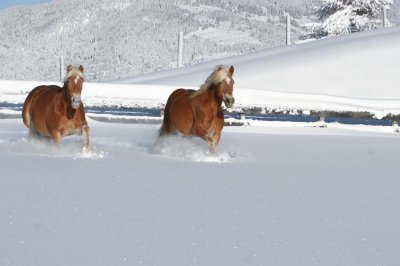 02b_darrehof_serfaus_pferde_winter.jpg