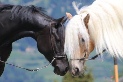 neues_pferd02.jpg