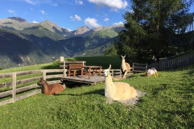 01c_darrehof_serfaus_erlebnisbauernhof_lamas.jpg