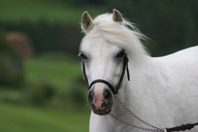 Reitergut Darrehof Serfaus | Pferde | Sunny