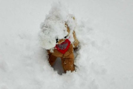 Lawinensprengungen wecken unsere Netti auf 
