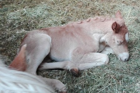 Die ersten Haflinger Fohlen in Serfaus