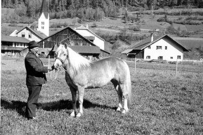 6_haflinger_tirol.jpg