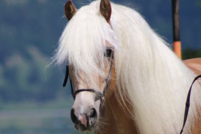 neues_pferd03.jpg