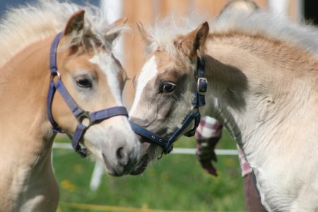 Netti und ihr Leben in Serfaus