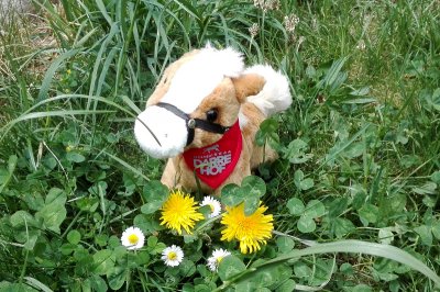 serfaus_fruehlingswiese1.jpg