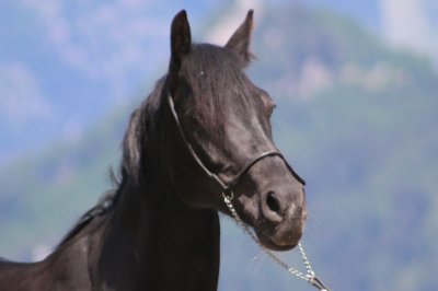 neues_pferd01.jpg