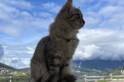 katzen01.jpg