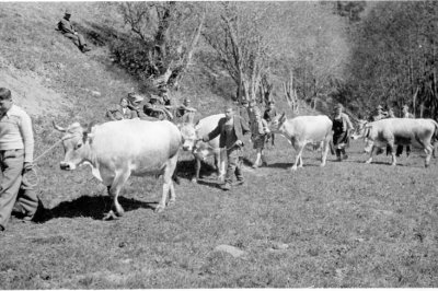 02a_darrehof_serfaus_almabtrieb.jpg