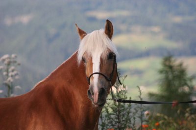 Reitergut Darrehof Serfaus | Pferde | Alena