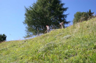 01a_gut_darrehof_serfaus_heuernte.jpg
