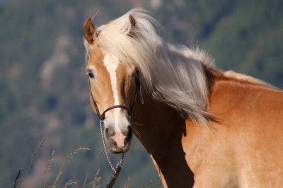 Reitergut Darrehof Serfaus | Pferde | Badina