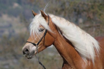 Reitergut Darrehof Serfaus | Pferde | Abira