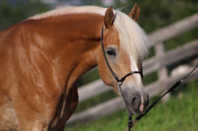 Reitergut Darrehof Serfaus | Pferde | Haigara