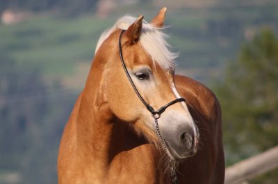 Reitergut Darrehof Serfaus | Pferde | Marybeth
