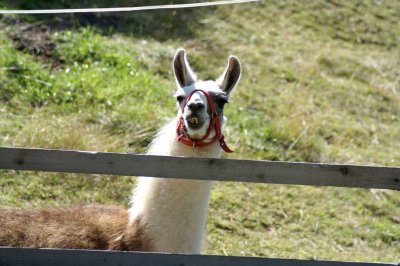 02b_darrehof_serfaus_erlebnisbauernhof_lama.jpg