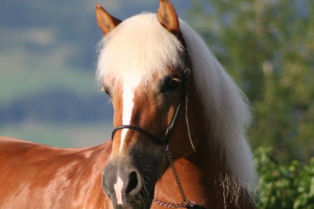 Netti schwitzt im Serfauser Sommerwetter