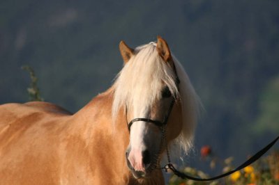 Reitergut Darrehof Serfaus | Pferde | Ninjana