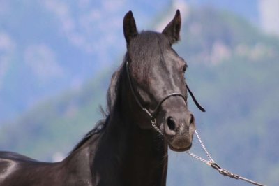 Reitergut Darrehof Serfaus | Pferde | Gina
