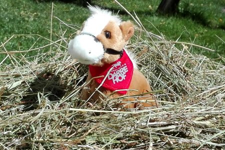 Netti und das Serfauser Bergheu