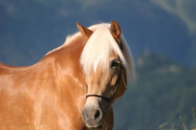 Reitergut Darrehof Serfaus | Pferde | Nena